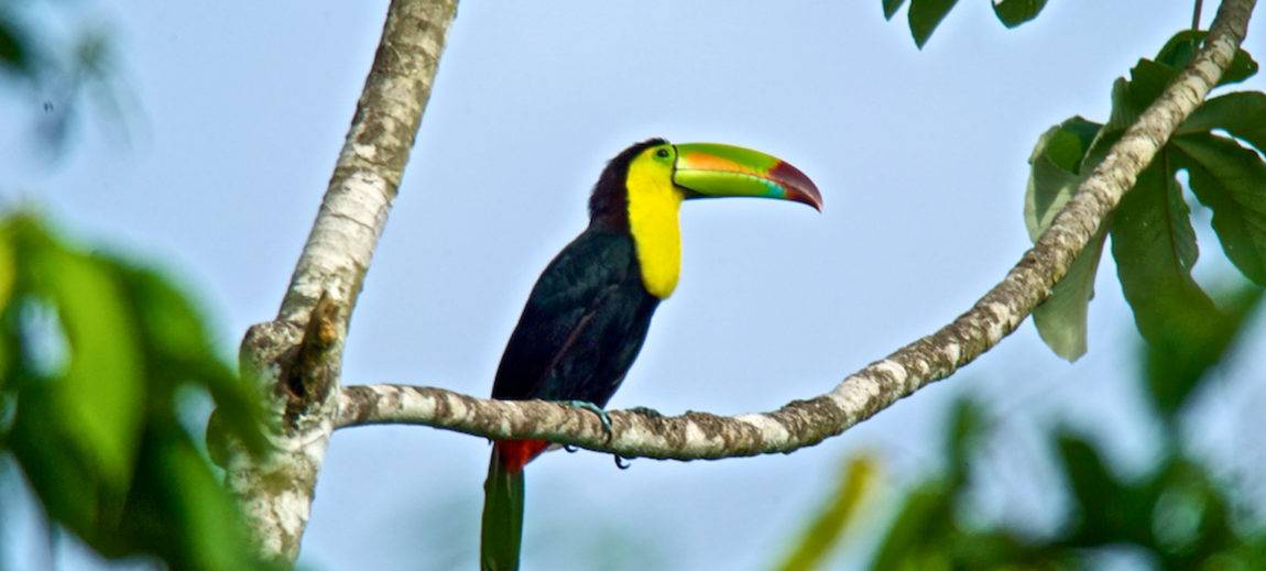 Toucan1920.jpg