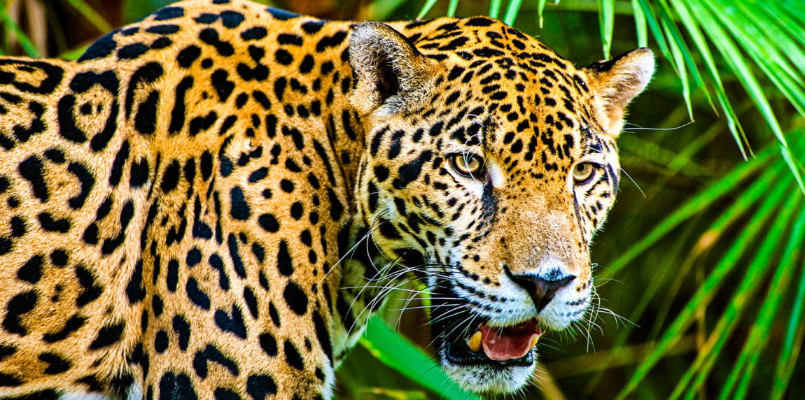 S_and_L_Travel_Jaguar_slide.jpg