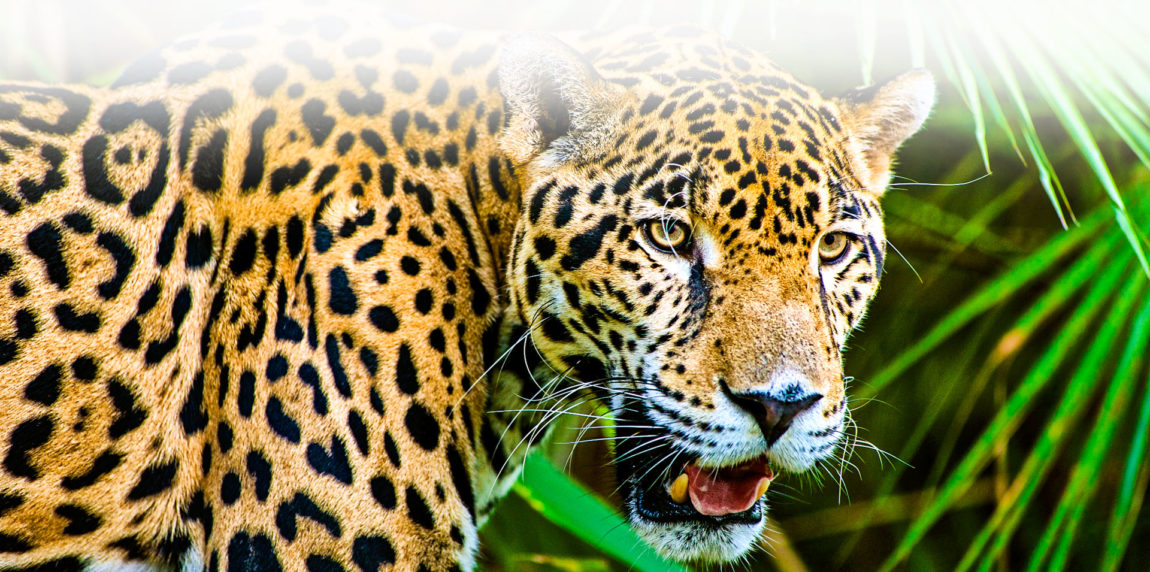 S_and_L_Travel_Jaguar_slide_.jpg